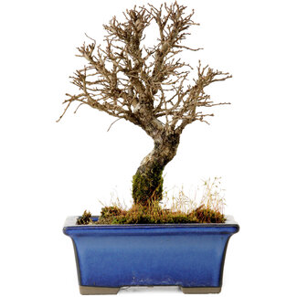 Ulmus parvifolia Nire, 18 cm, ± 10 Jahre alt