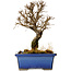 Ulmus parvifolia Nire, 18 cm, ± 10 Jahre alt