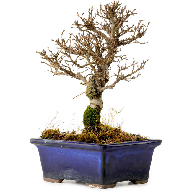 Ulmus parvifolia Nire, 17 cm, ± 10 años