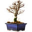 Ulmus parvifolia Nire, 17 cm, ± 10 Jahre alt