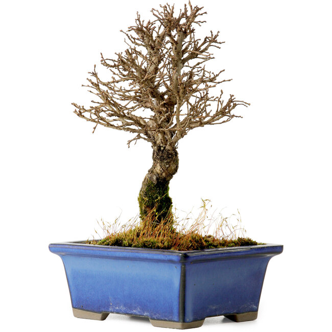 Ulmus parvifolia Nire, 18 cm, ± 10 Jahre alt