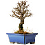 Ulmus parvifolia Nire, 18 cm, ± 10 ans