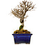Ulmus parvifolia Nire, 17 cm, ± 10 Jahre alt
