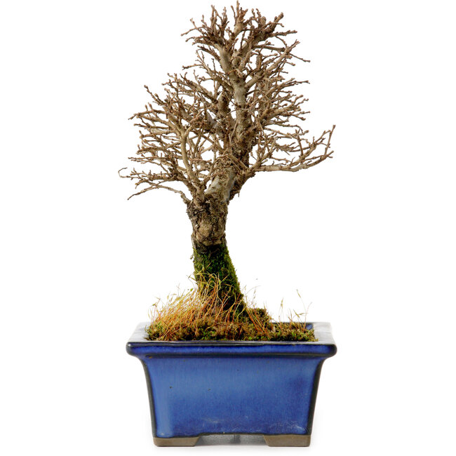 Ulmus parvifolia Nire, 18 cm, ± 10 anni