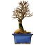 Ulmus parvifolia Nire, 18 cm, ± 10 ans