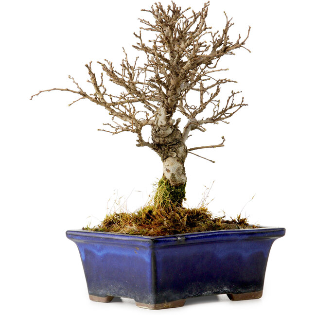Ulmus parvifolia Nire, 17 cm, ± 10 ans