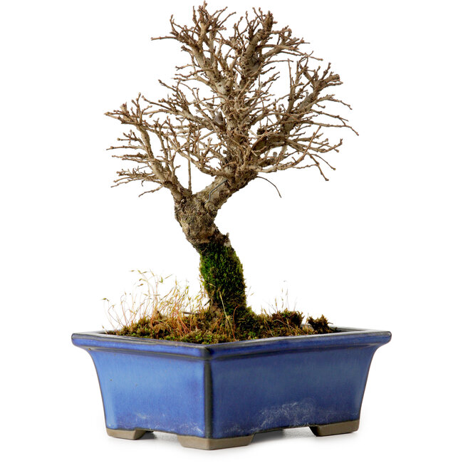Ulmus parvifolia Nire, 18 cm, ± 10 Jahre alt