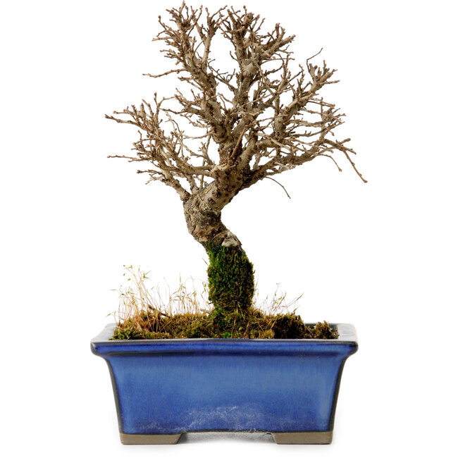 Ulmus parvifolia Nire, 18 cm, ± 10 Jahre alt