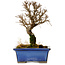 Ulmus parvifolia Nire, 18 cm, ± 10 Jahre alt