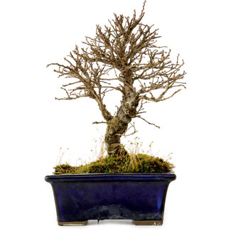 Ulmus parvifolia Nire, 17 cm, ± 10 anni