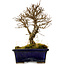 Ulmus parvifolia Nire, 17 cm, ± 10 ans