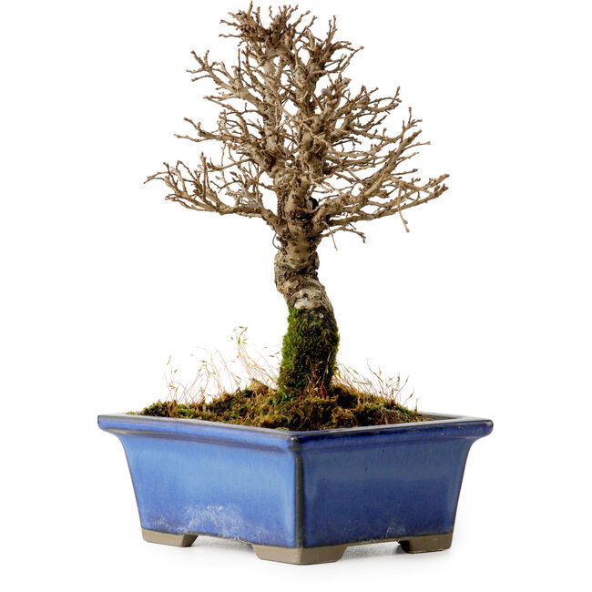 Ulmus parvifolia Nire, 18 cm, ± 10 jaar oud