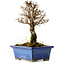 Ulmus parvifolia Nire, 18 cm, ± 10 Jahre alt
