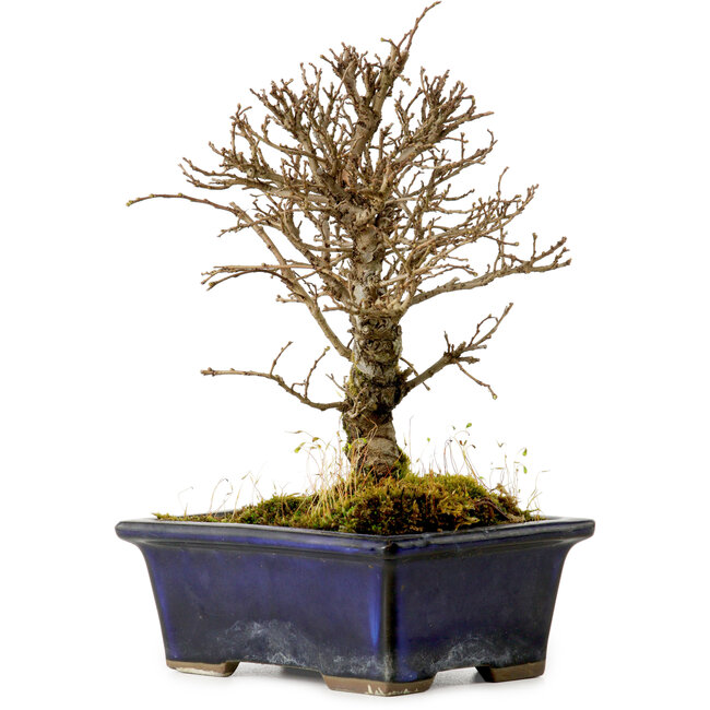Ulmus parvifolia Nire, 17 cm, ± 10 Jahre alt