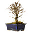 Ulmus parvifolia Nire, 17 cm, ± 10 Jahre alt