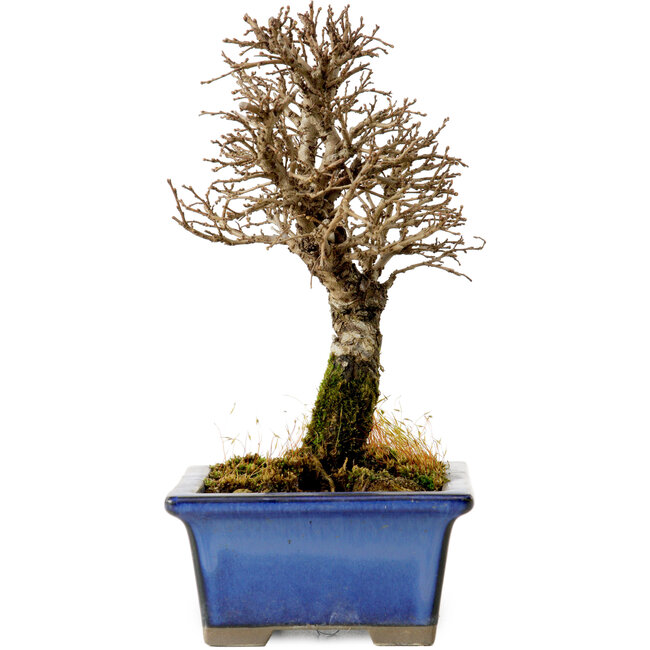 Ulmus parvifolia Nire, 18 cm, ± 10 ans