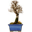 Ulmus parvifolia Nire, 18 cm, ± 10 Jahre alt