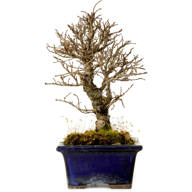 Ulmus parvifolia Nire, 17 cm, ± 10 anni