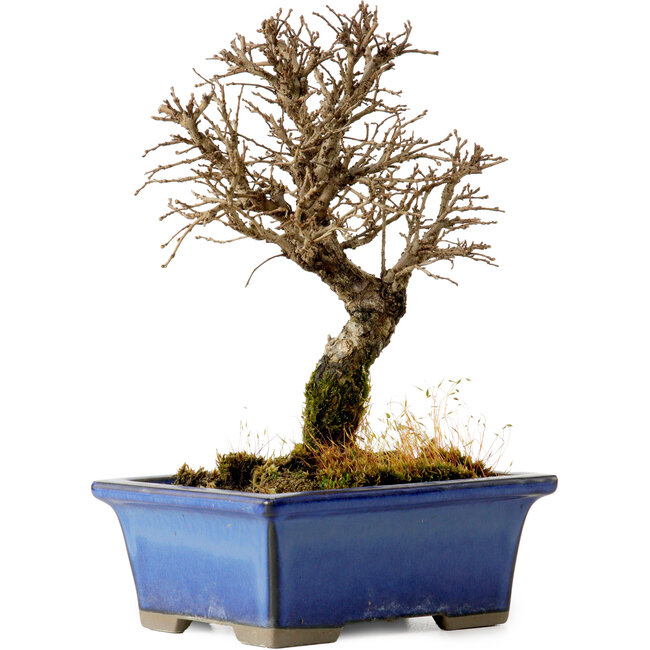 Ulmus parvifolia Nire, 18 cm, ± 10 years old