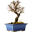 Ulmus parvifolia Nire, 18 cm, ± 10 ans