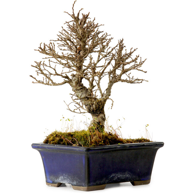 Ulmus parvifolia Nire, 17 cm, ± 10 years old