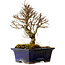 Ulmus parvifolia Nire, 17 cm, ± 10 ans