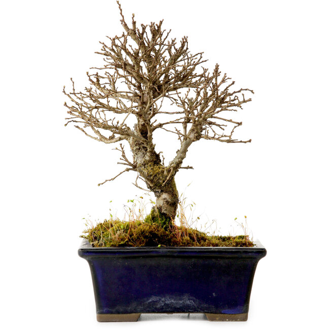 Ulmus parvifolia Nire, 17 cm, ± 10 anni