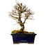 Ulmus parvifolia Nire, 17 cm, ± 10 Jahre alt