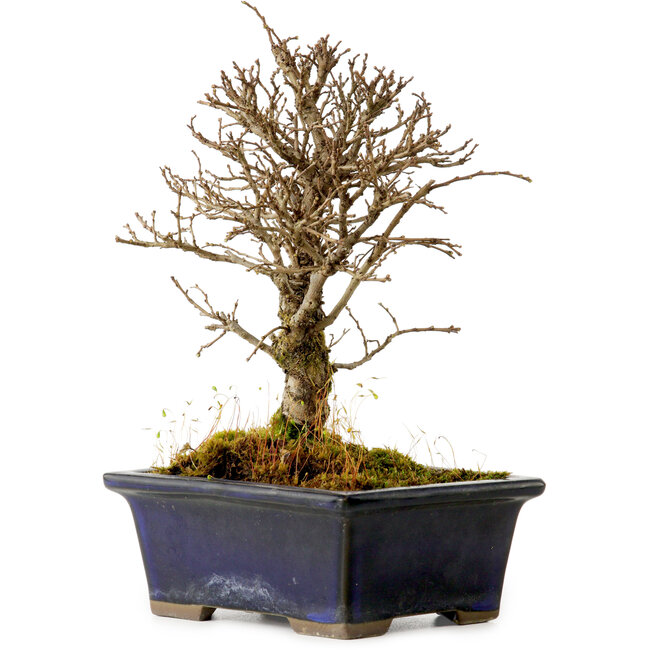 Ulmus parvifolia Nire, 17 cm, ± 10 Jahre alt