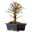 Ulmus parvifolia Nire, 17 cm, ± 10 Jahre alt