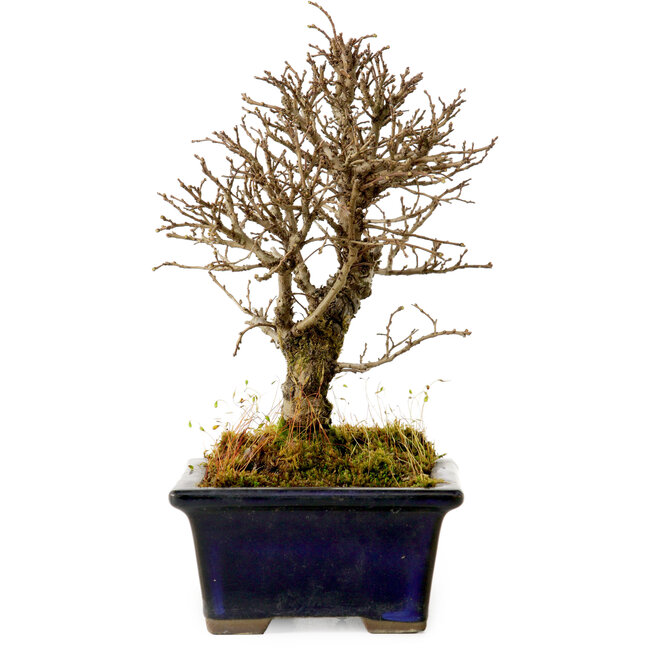 Ulmus parvifolia Nire, 17 cm, ± 10 years old