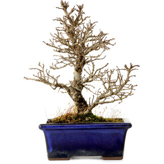 Ulmus parvifolia Nire, 18 cm, ± 10 jaar oud