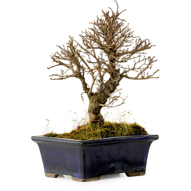 Ulmus parvifolia Nire, 17 cm, ± 10 Jahre alt