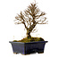 Ulmus parvifolia Nire, 17 cm, ± 10 Jahre alt