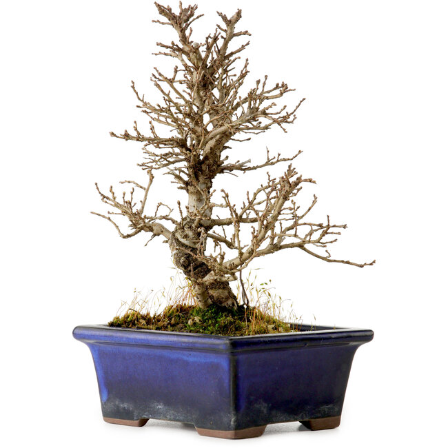 Ulmus parvifolia Nire, 18 cm, ± 10 anni