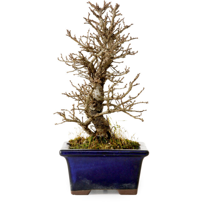 Ulmus parvifolia Nire, 18 cm, ± 10 anni