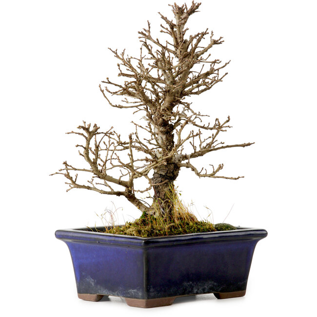 Ulmus parvifolia Nire, 18 cm, ± 10 años