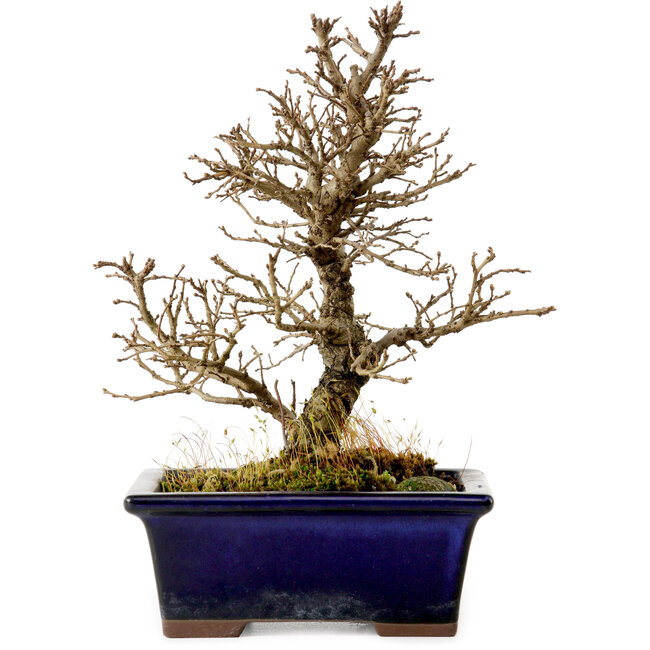 Ulmus parvifolia Nire, 18 cm, ± 10 anni