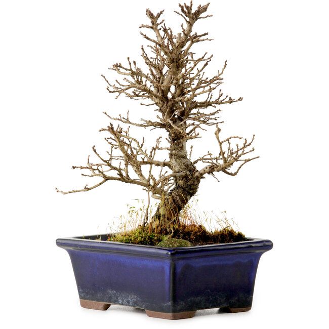 Ulmus parvifolia Nire, 18 cm, ± 10 jaar oud