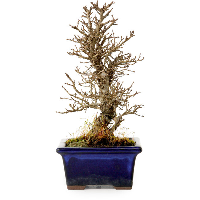 Ulmus parvifolia Nire, 18 cm, ± 10 años