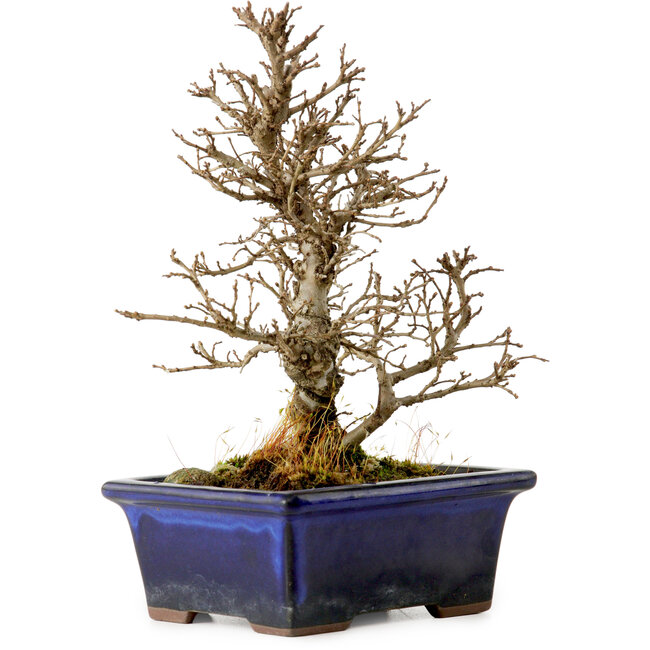 Ulmus parvifolia Nire, 18 cm, ± 10 años