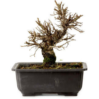 Ulmus parvifolia Nire, 16 cm, ± 10 anni