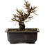 Ulmus parvifolia Nire, 16 cm, ± 10 Jahre alt, mit einem Nebari von 3 cm