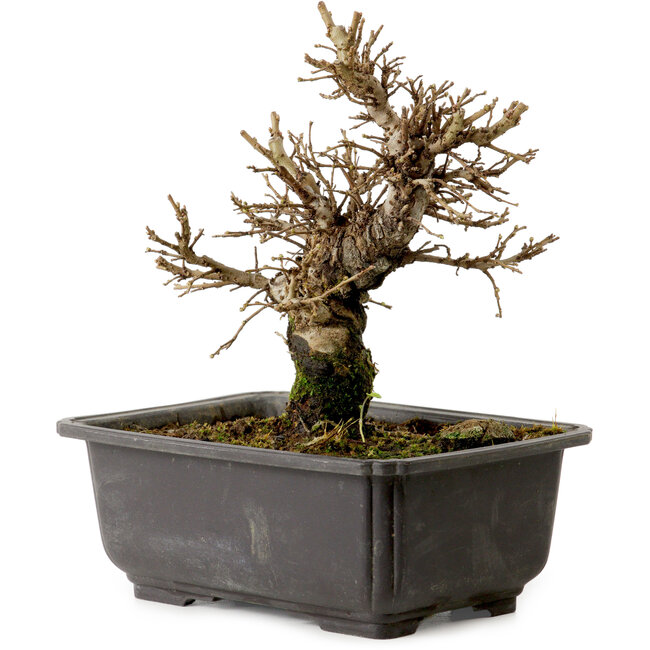 Ulmus parvifolia Nire, 16 cm, ± 10 jaar oud, met een nebari van 3 cm