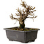 Ulmus parvifolia Nire, 16 cm, ± 10 Jahre alt, mit einem Nebari von 3 cm