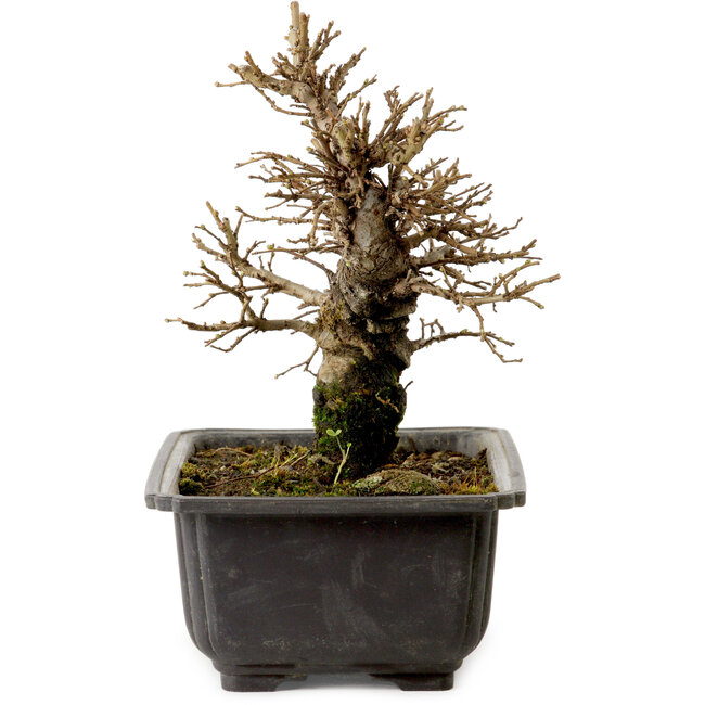 Ulmus parvifolia Nire, 16 cm, ± 10 ans, avec un nebari de 3 cm