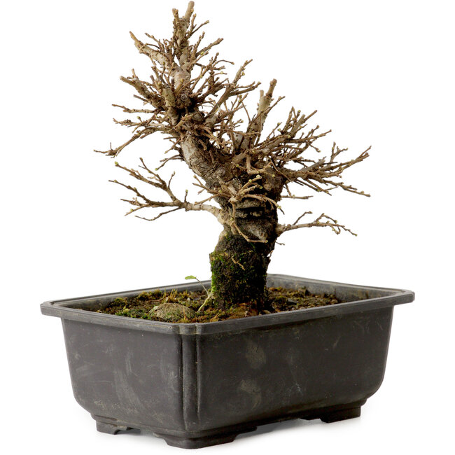 Ulmus parvifolia Nire, 16 cm, ± 10 años, con un nebari de 3 cm