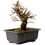 Ulmus parvifolia Nire, 16 cm, ± 10 Jahre alt, mit einem Nebari von 3 cm