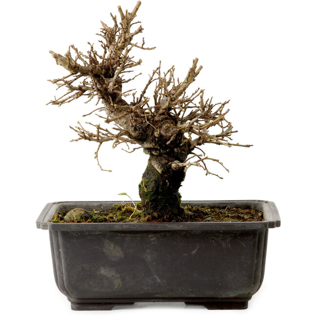 Ulmus parvifolia Nire, 16 cm, ± 10 Jahre alt, mit einem Nebari von 3 cm