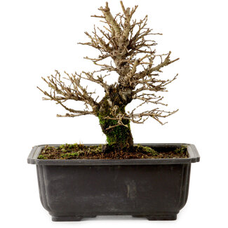 Ulmus parvifolia Nire, 18 cm, ± 10 anni